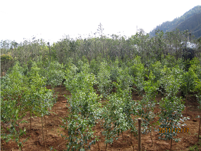 昆明高?；兀ㄋ模?高海苗圃