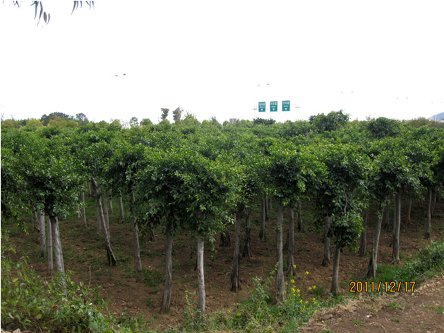 昆明高?；兀ǘ?高海苗圃